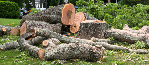 Best Firewood Processing and Delivery  in Ephrata, PA