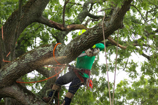 How Our Tree Care Process Works  in  Ephrata, PA